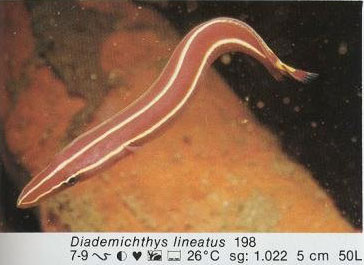 Diademichthys lineatus